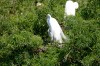 Great Egret at Gatorland by Dan