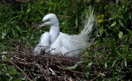 Birds Vol 1 #5 – Nesting&nbsp;Time