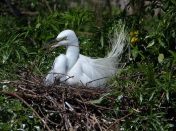Great Egret on Nest at Gatorland