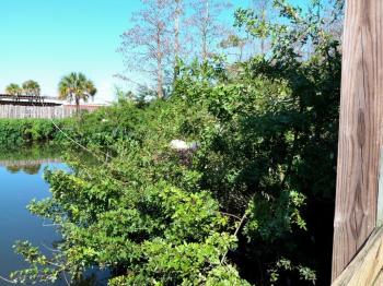 Great Egret on Nest at Gatorland
