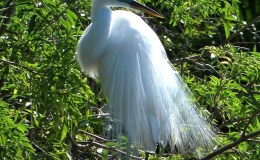 Sunday Inspiration – Great Egrets in Breeding&nbsp;Plumage