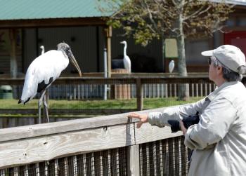 Lee with Wood Stork at Gatorland by Dan