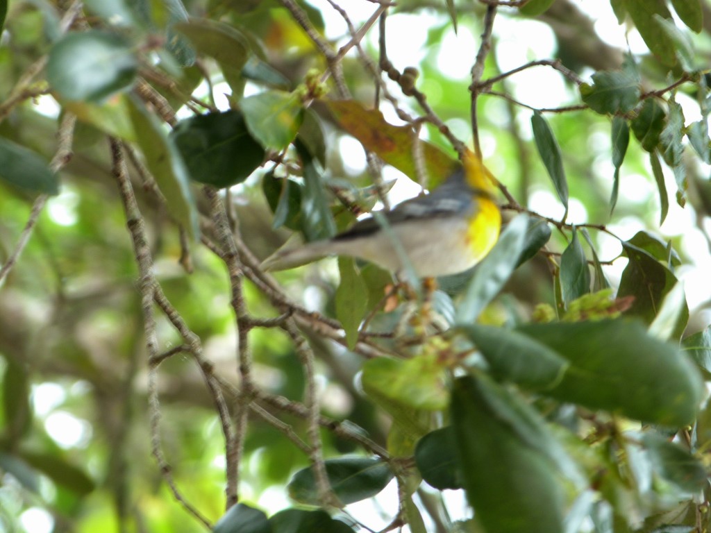 Northern Parula ID shot by Lee Myakka SP