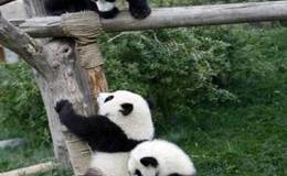Panda Bears At&nbsp;Play