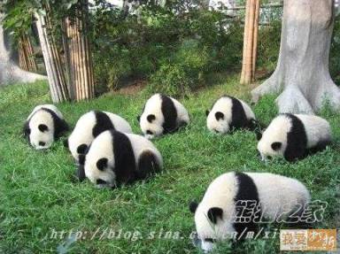 Pandas looking for lost earrings....