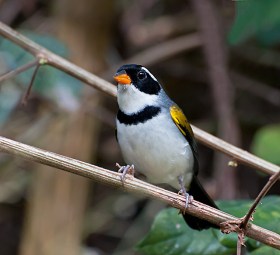 Saffron-billed Sparrow (Arremon flavirostris) by Dario Sanches