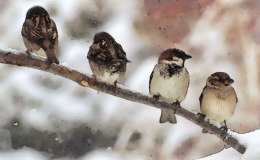 Bird Friends – McGuffey’s Third&nbsp;Reader