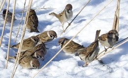 Birds of the Bible – Lord Who Is&nbsp;There