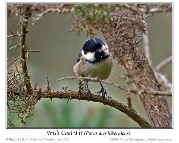 Coal Tit (Periparus ater hibernicus) (Irish) by Ian