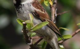 Birds of the Bible – Names of Birds Study –&nbsp;Preparation