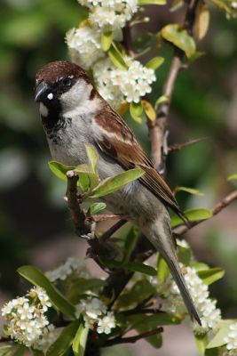 Italian Sparrow (Passer italiae) ©WikiC