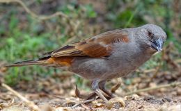 Avian and Attributes – Providence of&nbsp;God