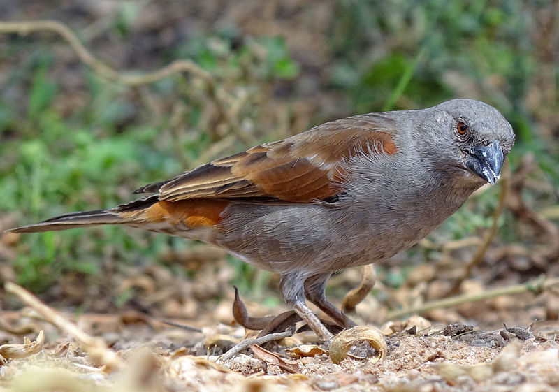 Parrot-billed Sparrow (Passer gongonensis)