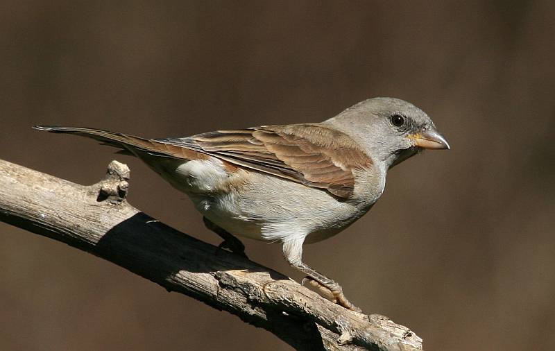 Southern Grey-headed Sparrow (Passer diffusus) ©WikiC