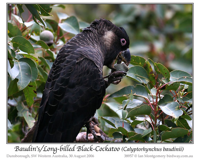 Long-billed Black Cockatoo (Calyptorhynchus baudinii) by Ian