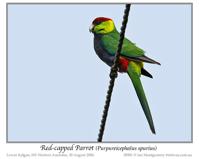 Red-capped Parrot (Purpureicephalus spurius) by Ian