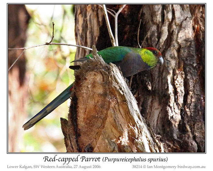 Red-capped Parrot (Purpureicephalus spurius) by Ian female