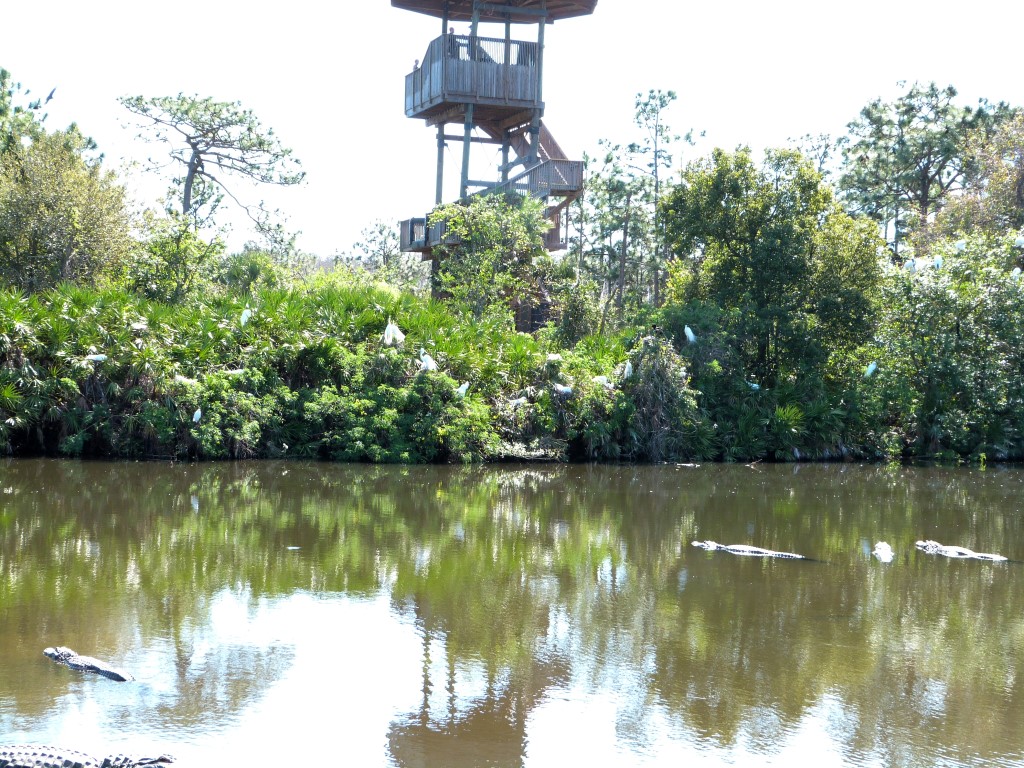 Rookery with gator protection