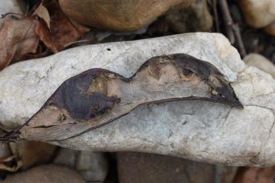 Angry Bird at Faces of Nature