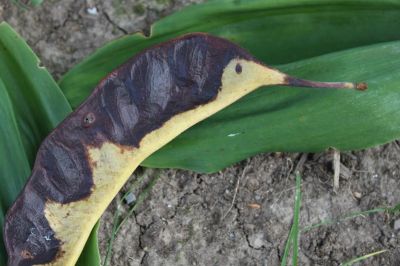 Brown Hooded Longbeak at Faces of Nature
