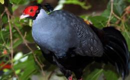 Siamese Fireback by&nbsp;Dan