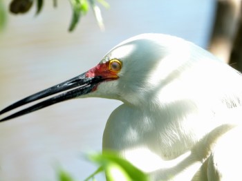 Snowy Egret - Noticd the Red when breeding by Lee