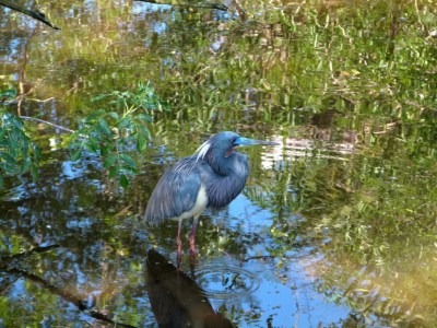 Tricolored Heron at Gatorland (5)