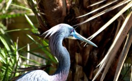 Does Global Warming Threaten Bird&nbsp;Habitats?