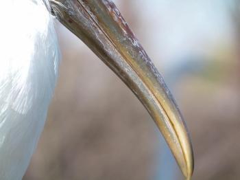 Wood Stork Close-up by Lee
