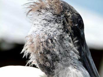 Wood Stork Close-up by Lee