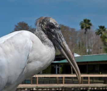 Wood Stork Close-up by Lee