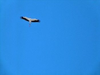 Wood Stork overhead at Gatorland