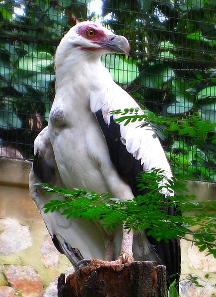 Palm-nut Vulture (Gypohierax angolensis) ©WikiC