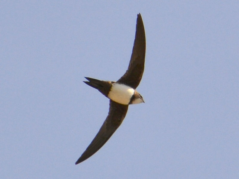 Alpine Swift (Tachymarptis melba) ©WikiC