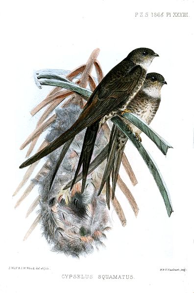 Neotropical Palm Swift (Tachornis squamata) ©Drawing WikiC