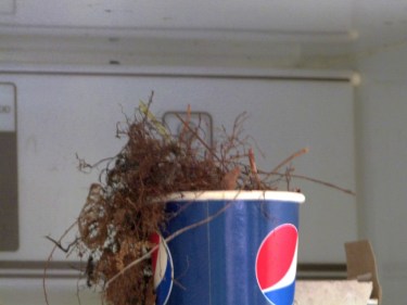 Wren nest in a Pepsi paper cup.