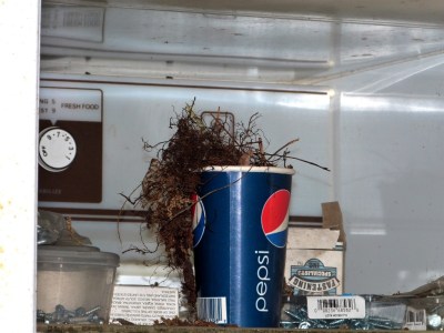 Wren nest in a Pepsi paper cup.