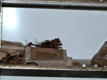 Wren nest in a paper box.