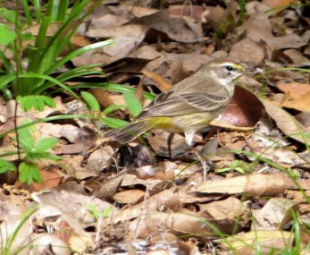 Palm Warbler