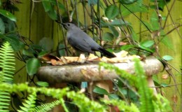 Birds Vol 1 #6 – The Volume 1. January to June 1897 –&nbsp;Index