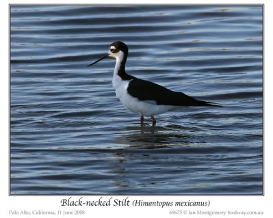 Black-necked Stilt (Himantopus mexicanus mexicanus) by Ian