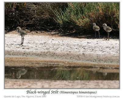Black-winged Stilt (Himantopus himantopus) by Ian