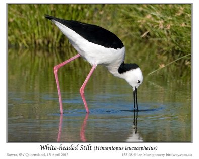 White-headed Stilt (Himantopus leucocephalus) by Ian