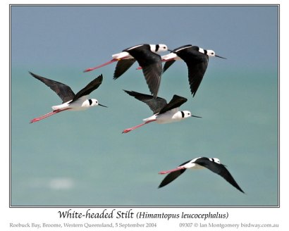 White-headed Stilt (Himantopus leucocephalus) by Ian