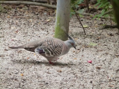 COL-Colu Crested Pigeon (Ocyphaps lophotes) at ZM by Lee