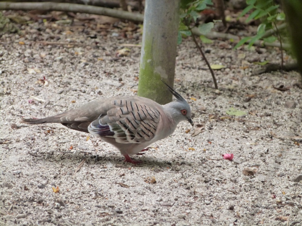 COL-Colu Crested Pigeon (Ocyphaps lophotes) at ZM by Lee