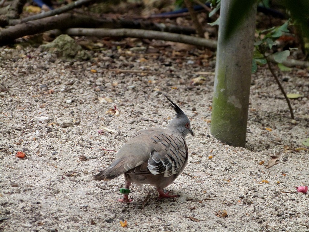 COL-Colu Crested Pigeon (Ocyphaps lophotes) at ZM by Lee