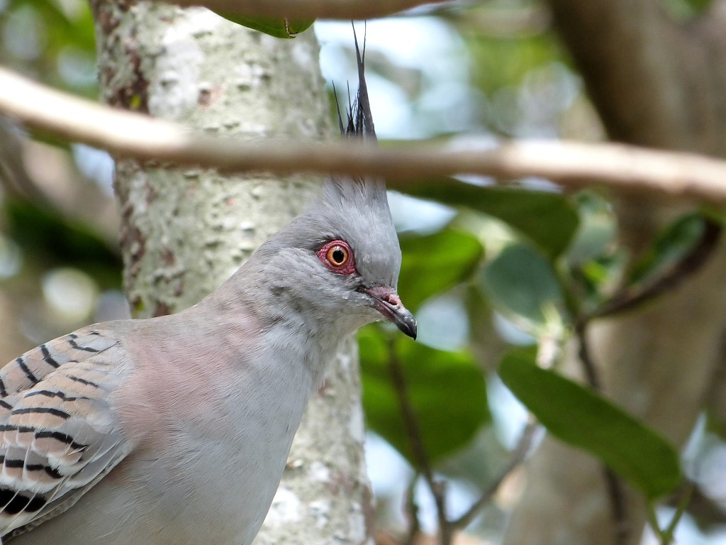 COL-Colu Crested Pigeon (Ocyphaps lophotes) at ZM by Lee