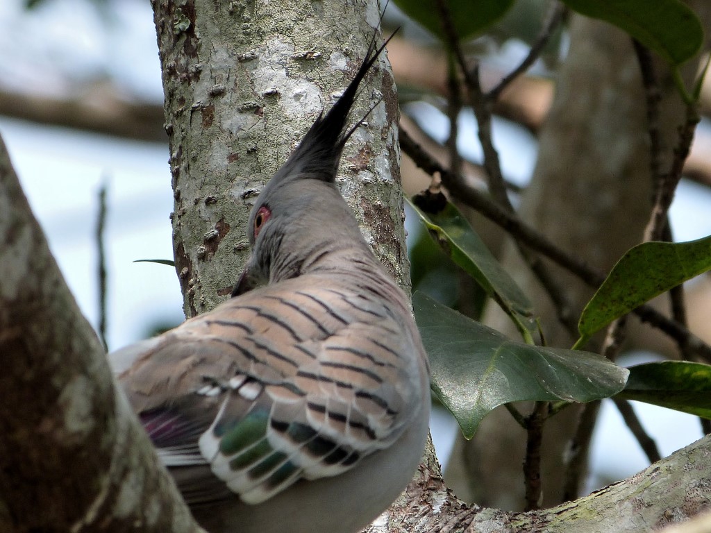 COL-Colu Crested Pigeon (Ocyphaps lophotes) at ZM by Lee