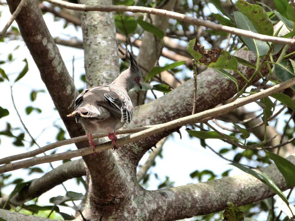 COL-Colu Crested Pigeon (Ocyphaps lophotes) at ZM by Lee